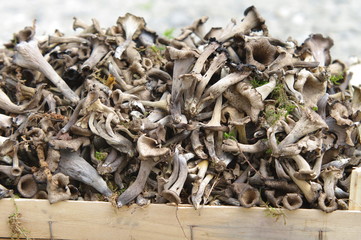 trompettes de la mort