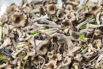 trompettes de la mort