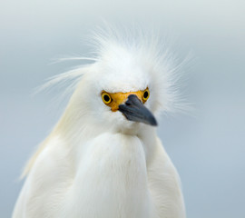 Snowy egret, Egretta thula, portrait, looking straight ahead