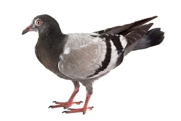 culver