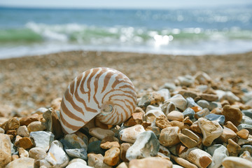 nautilus shell on peblle  beach and sea waves