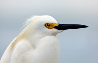 Snowy egret, Egretta thula, portrait, relaxing