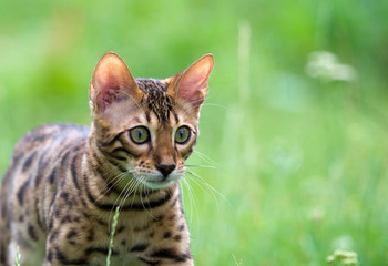 Naklejka premium cat