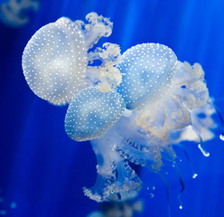 Obraz premium Group of light blue jellyfish