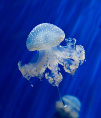 Naklejka premium Group of light blue jellyfish