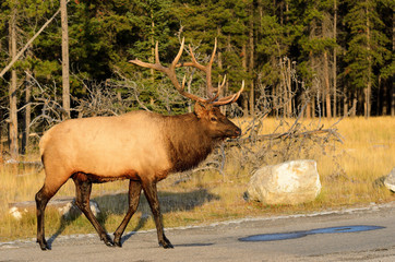 Rocky Mountain Elk