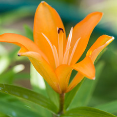 Asiatic Lily Bloom