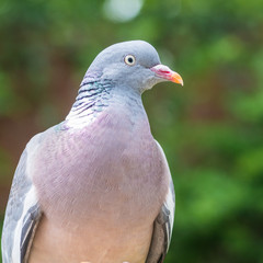 Colourful Pigeon