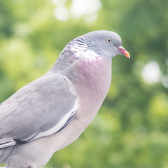 Summer Plumage