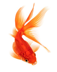 Gold Fish on White Background