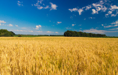 wheat field