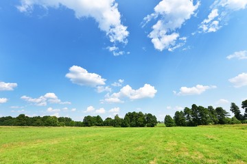 Summer landscape
