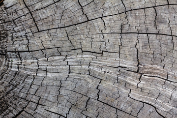 Old wood texture