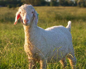 Obraz premium angora goat