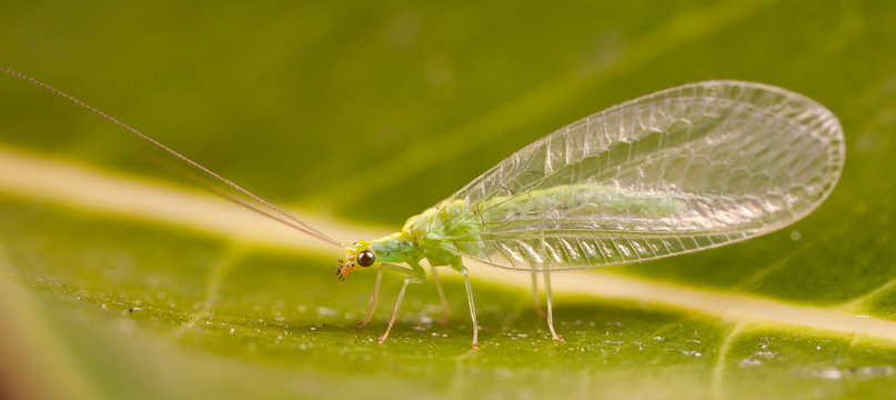 Golden Eye Lacewing