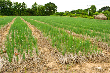 Fototapeta premium Onions grown in the field