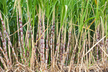 champ de cannes à sucre