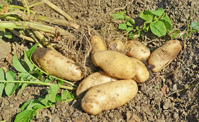 fresh potatoes