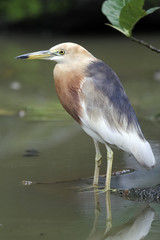 Javan pond-heron, Ardeola speciosa