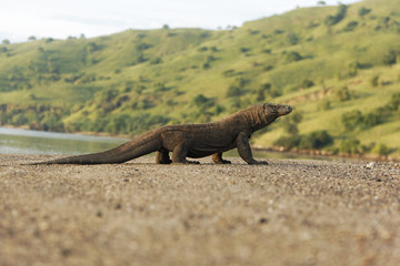 Fototapeta premium Komodo dragon, Varanus komodoensis