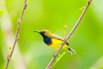 The portrait of male Olive-backed sunbird