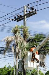 Electrician worker in cherry picker solve palm leaf and protect