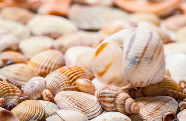 Seashells background