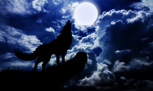 Fototapeta wolf