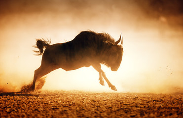 Blue wildebeest running in dust - obrazy, fototapety, plakaty