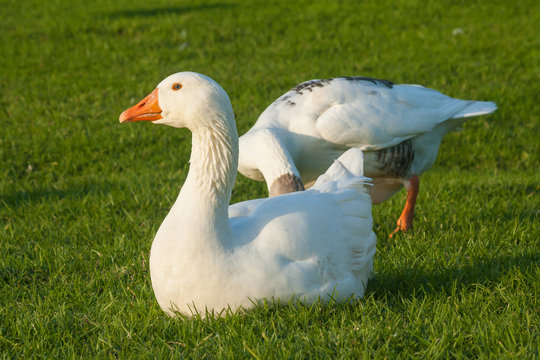 two domestic geese on fresh grass