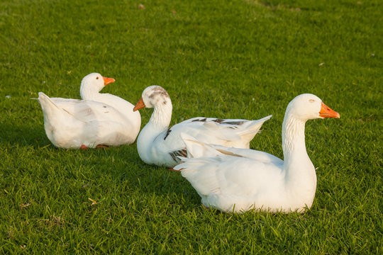 domestic geese resting on grass