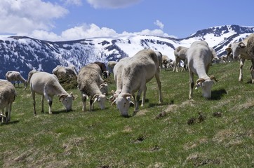 Fototapeta premium Moutons en pâturage