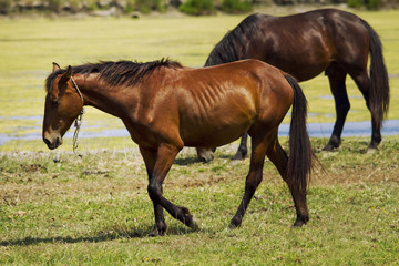 Obraz premium Horse in the meadow