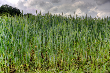 Young, green wheat under a threatening sky