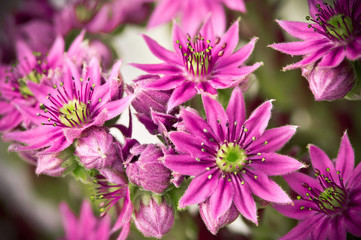 Fototapeta premium Pinkfarbene Hauswurzblüten