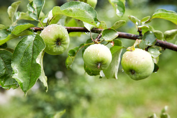 Green apples with water drops on a branch