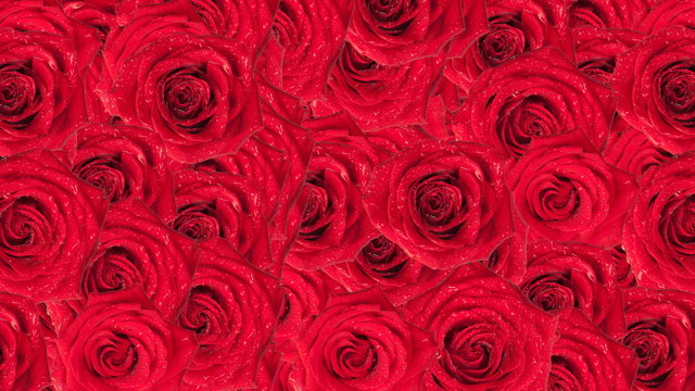 Beautiful roses wallpaper. Animated background.