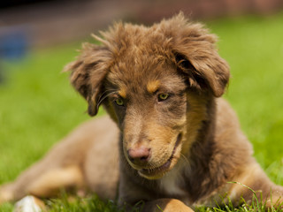 kleiner Hund