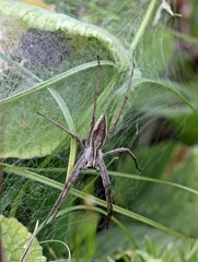 Listspinne (Pisaura mirabilis) im Netz