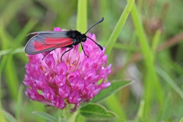 Thymian-Widderchen auf Zickzack-Klee