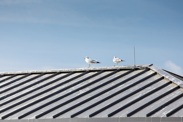 Two Seagulls on Tin Roof