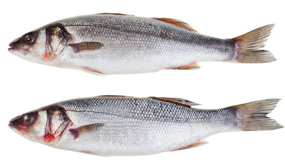 two raw seabass fishes