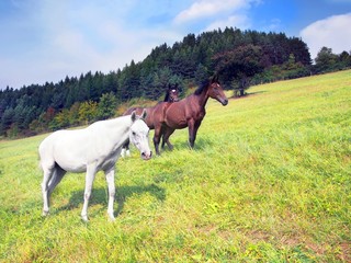 Obraz na płótnie Canvas Horses in countryside field