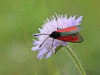 Thymian-Widderchen auf Acker-Witwenblume