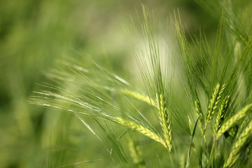 Weizenfeld