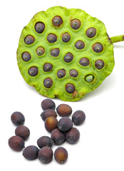 Fresh lotus seeds and pod on white background