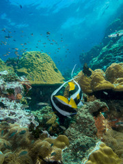 Fototapeta na wymiar Coral Reef