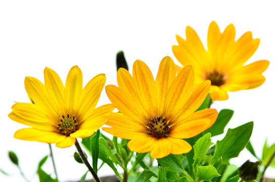 Yellow Flowers On White Background