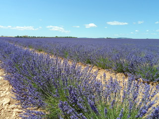 Fototapeta premium provence