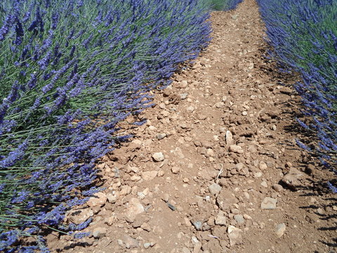 provence
